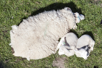 two lambs and mother sheep in green meadow seen from above