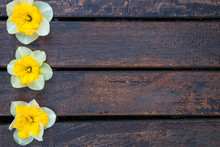 Narcissus On The Wooden Background. Daffodil On Wooden Background With Space For Text.