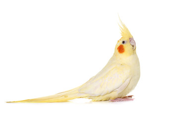 Poster - cockatiel in studio