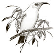 bird vector. Engraving illustration