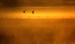 Fliegende Enten bei Sonnenaufgang