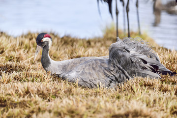 Canvas Print - Eurasian crane