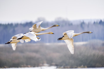 Canvas Print - Whooper swan