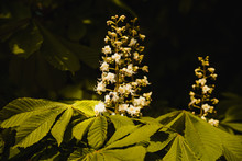 White Flowers Of Chestnut Blossom Among Green Leaves In Spring  