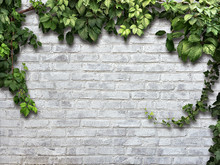Climbing Plant On The White Brick Wall