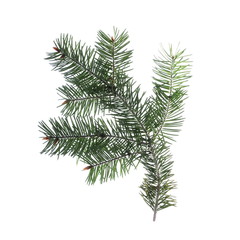 pine branch isolated on white background