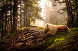 shetland pony in forest