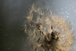 Macro dandelion seed
