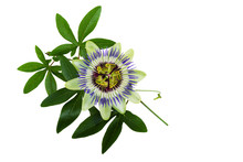 Passiflora Or Passion Flower. Homeopathic Plant.