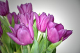 Fototapeta Tulipany - Tulpen-Strauß mit Lichtschein