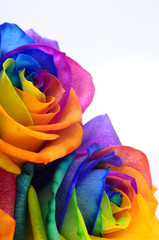 Fotomurales - Rainbow rose or happy flower