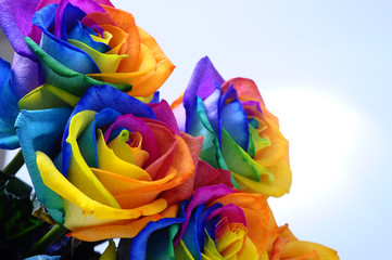 Fotomurales - Bouquet of Rainbow rose