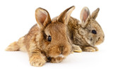 Fototapeta Zwierzęta - Two bunny rabbits.