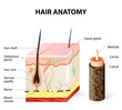 Diagram of a hair follicle in a cross section of skin layers