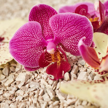 Purple Orchid Flower Close Up