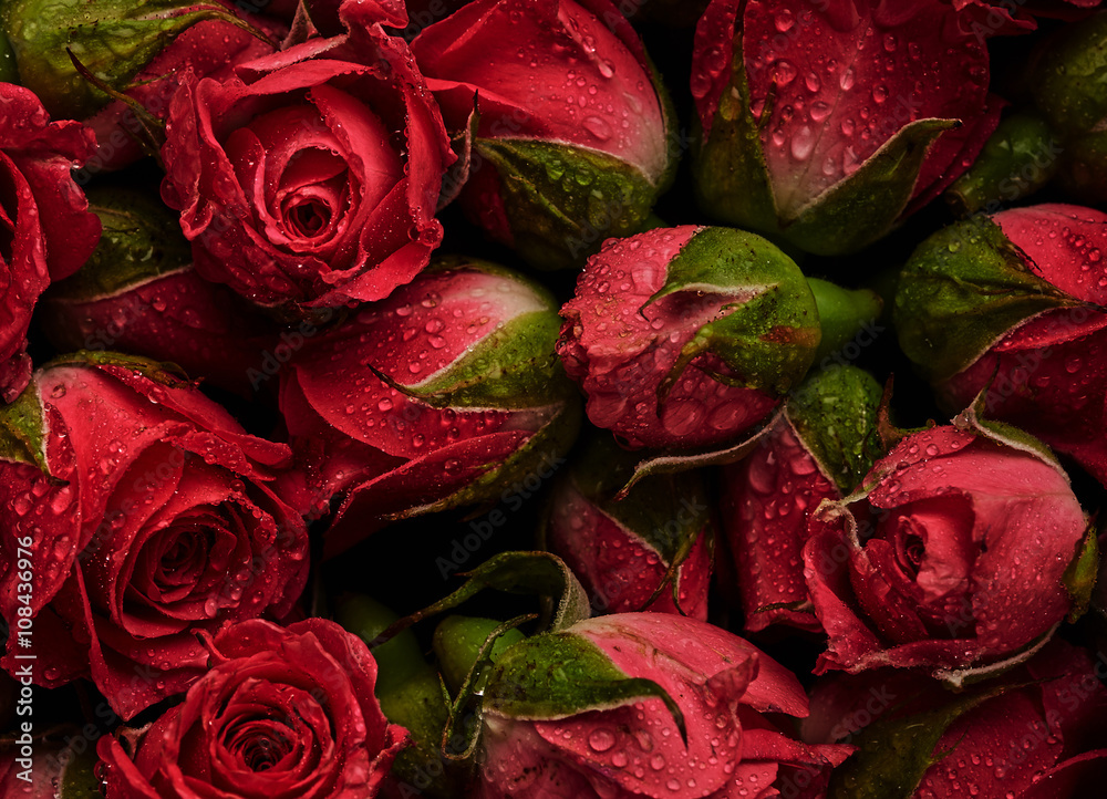 Czerwone róże z kroplami wody - obrazy, fototapety, plakaty 