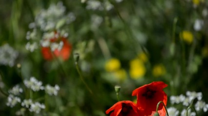 Wall Mural - Poppies at the wind