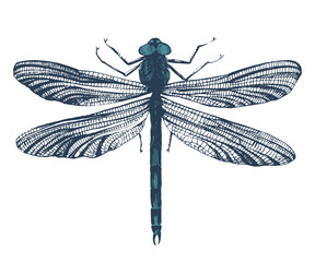 Wall Mural - Hand drawn dragonfly