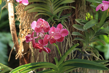 Wall Mural - Red vanda orchid, natural garden scene.