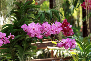 Wall Mural - Purple vanda orchid, natural garden scene.