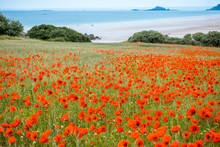 Red Poppy Field Near Sea, Brittany