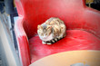 Cat seating in armchair in outdoor restaurant. Istanbul