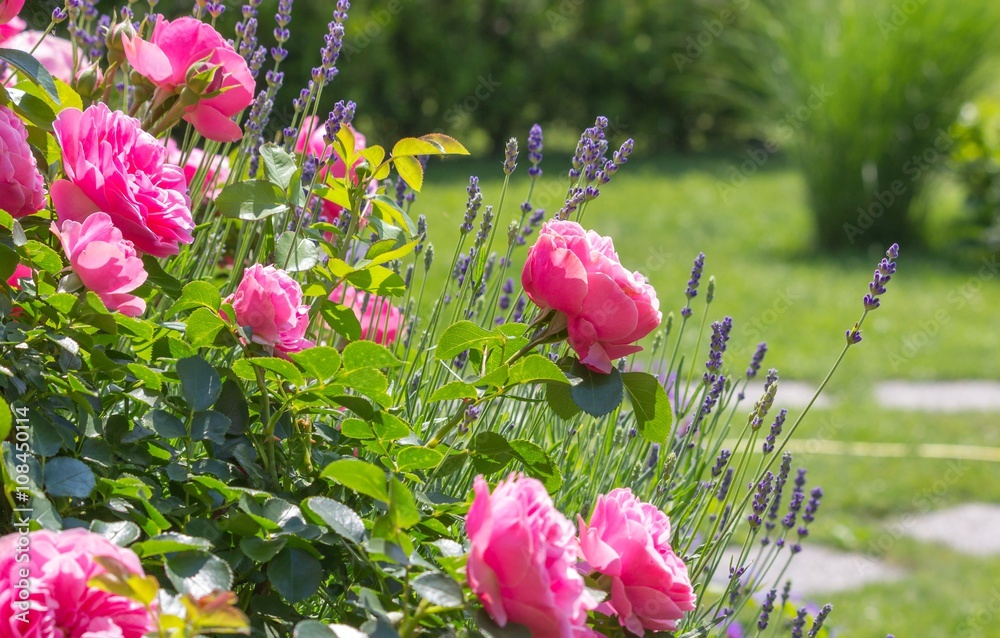blühende Rosen im grünem Hausgarten - obrazy, fototapety, plakaty 