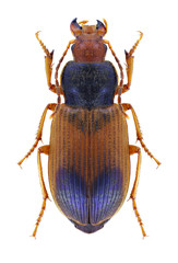 Beetle Diachromus germanus