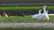 Chickens, Geese And Guinea Fowl On A Farm