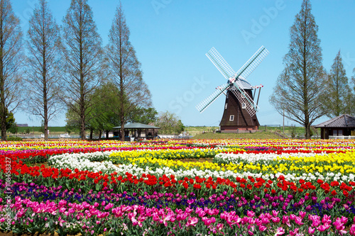 Photographie Un champ de tulipes avec un moulin à vent