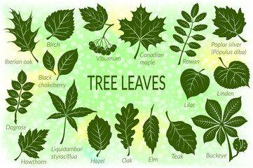 pictograms tree leaves, dogrose, oak, iberian oak, maple, liquidambar, hawthorn, poplar silver, haze