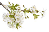 
Gałązki czereśni z białymi kwiatami na białym tle.
Wiosenne kwitnące gałązki czereśni z bliska.

