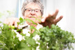 Zielony parapet, uprawa ziół w domu. Starsza siwa kobieta przycina zielone pędy ziół.
