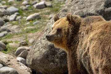Wall Mural - grizzly bear walking thru rocky meadow