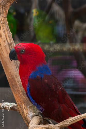 Roter Papagei Buy This Stock Photo And Explore Similar Images At Adobe Stock Adobe Stock