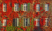 Windows At Autumn