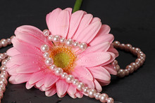 A Wet Pink Gerber Daisy With Pearls On A Grey Background.