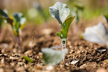 Cauliflower Plants In Freshly Plowed And Fertilized Soil