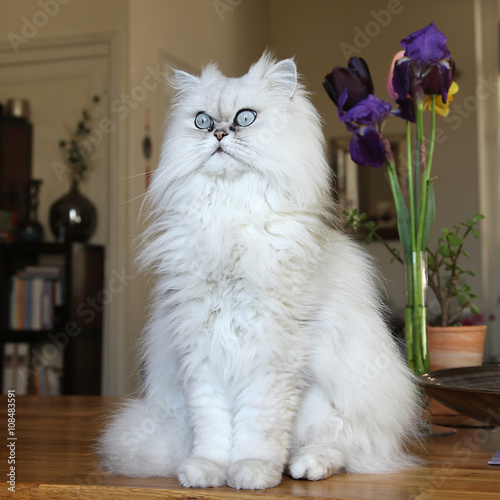 Chat Persan Chinchilla Foto De Stock Adobe Stock