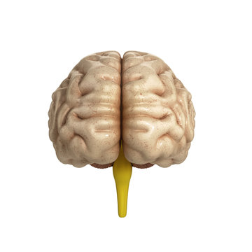 medically accurate illustration of the brain