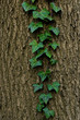 green ivy on the old tree bark