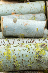 Wall Mural - image of stacked logpile and wood texture