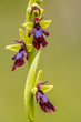 Close of Blooming Fly Orchid