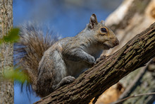 An Eastern Gray Squirrel Rests On A Tree Branch