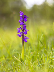 Sticker - Blooming Green-winged Orchid