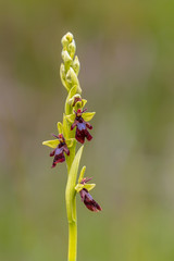 Poster - Blooming Fly Orchid