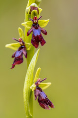 Sticker - Close of Blooming Fly Orchid