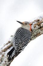 Female Red Bellied Woodpecker (Melanerpes Carolinus) Clinging To A Snowy Branch.