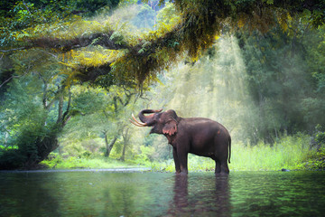 wild elephant in the beautiful forest at kanchanaburi province in thailand, (with clipping path)