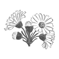 Wall Mural - Hand drawn bouquet of daisy flowers isolated on white background